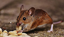 24 Hour & Emergency Exterminators in Madison, FL